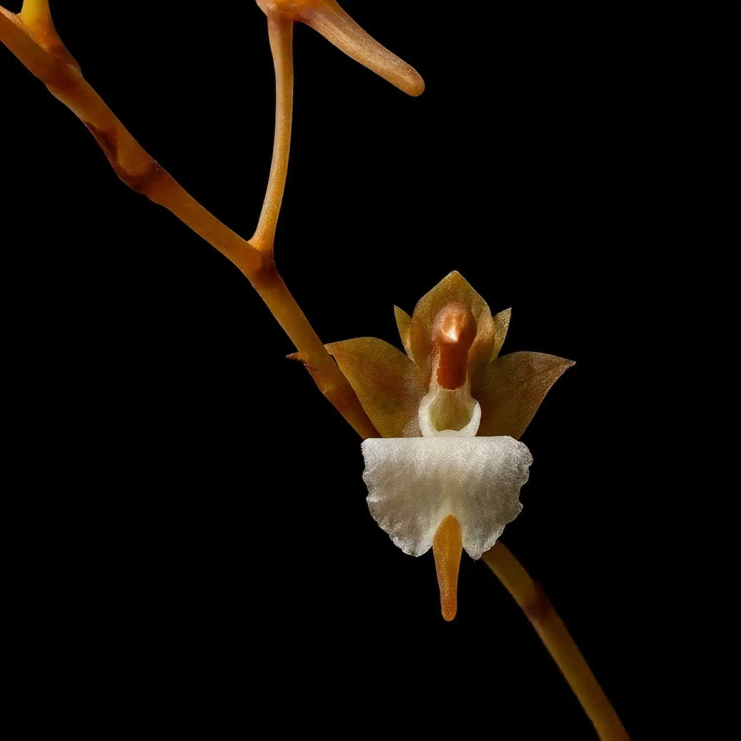 Microcoelia cornuta miniature orchid blooms with tiny soft yellow green flowers growing directly from exposed roots, unusual leafless orchid, exotic epiphytic orchid for rare plant collectors.