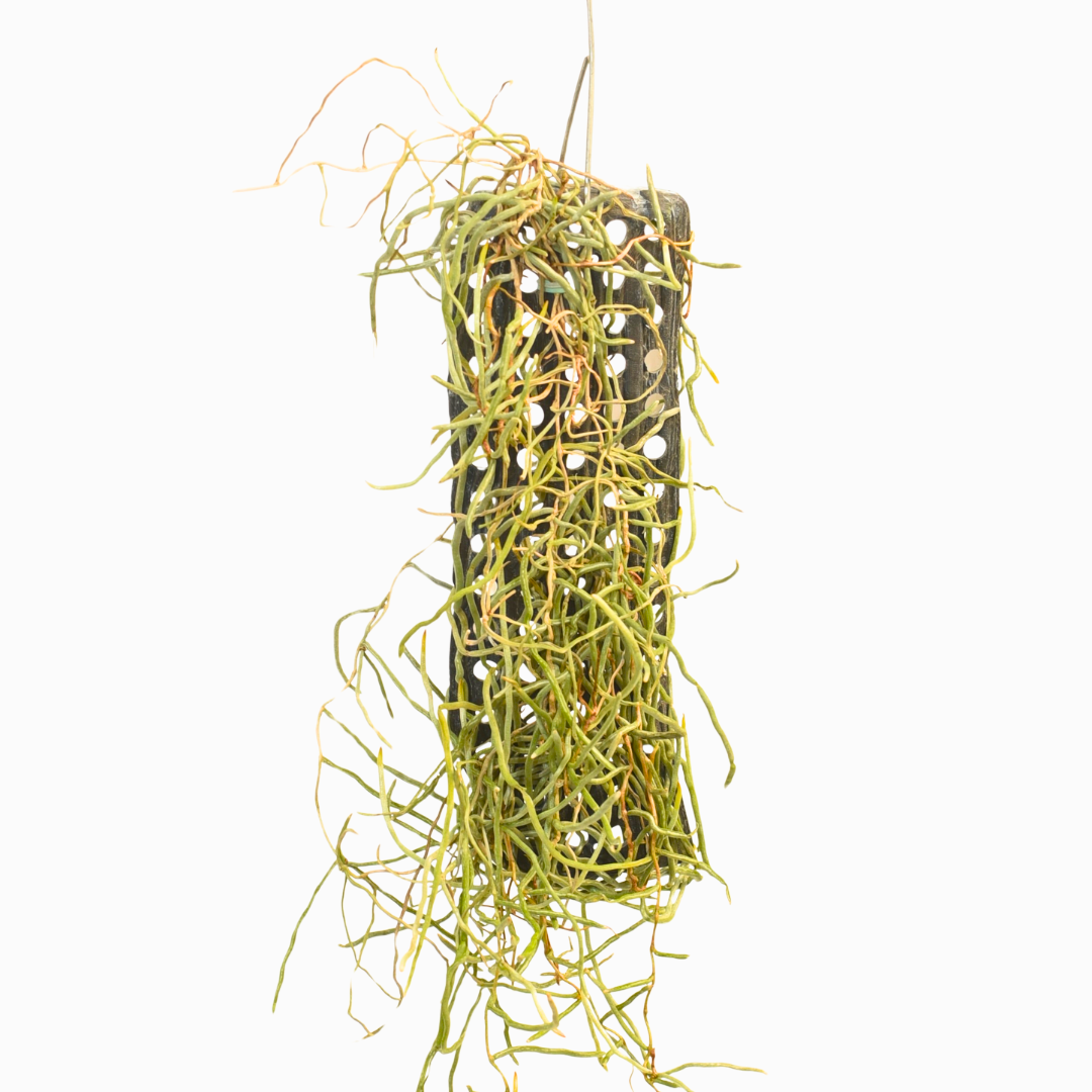 Microcoelia cornuta live orchid plant with visible aerial root system and no leaves, mounted orchid for indoor display, unique tropical plant for orchid enthusiasts and small space gardening.