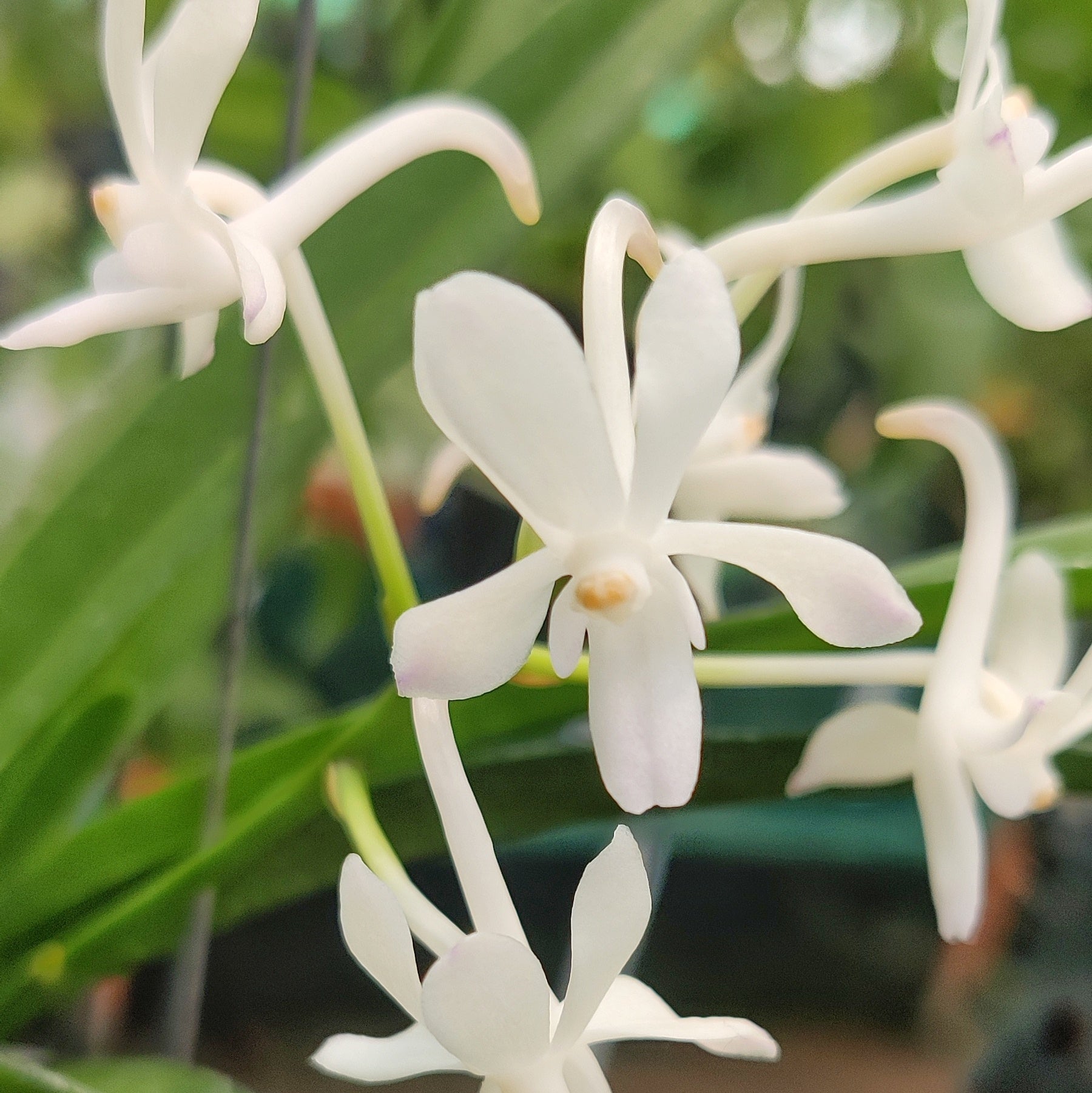 Neofinetia falcata orchid flower with white star shaped blooms and long nectar spur, fragrant miniature species orchid with elegant form, popular among orchid collectors in India.