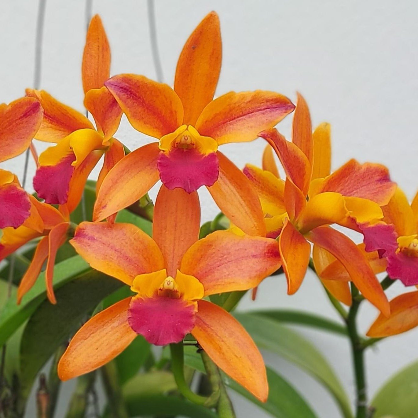 Elevate Your Space with the Enchanting Rhyncattleanthe Jin Pin Orchid