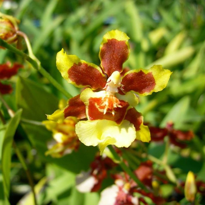 Oncidium Yuan Nan Fragrant