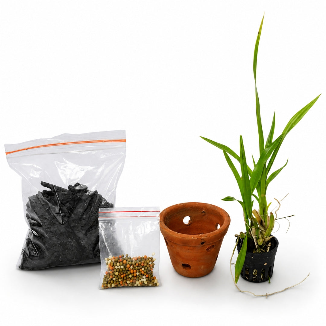 Oncidium Orchid Combo Kit with healthy Oncidium orchid plant, clay pot, charcoal potting media, and slow-release fertilizer for beginners. Beginner friendly Oncidium Orchid Starter Kit
