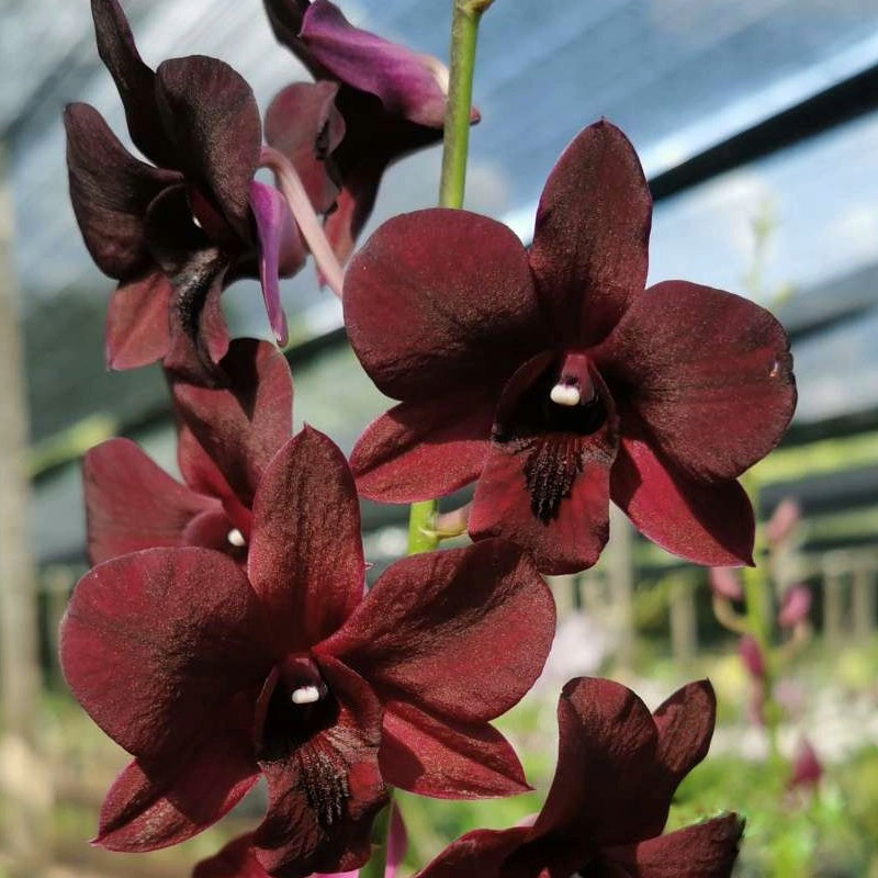 Dendrobium Bom x Udomsri x Jac Concert
