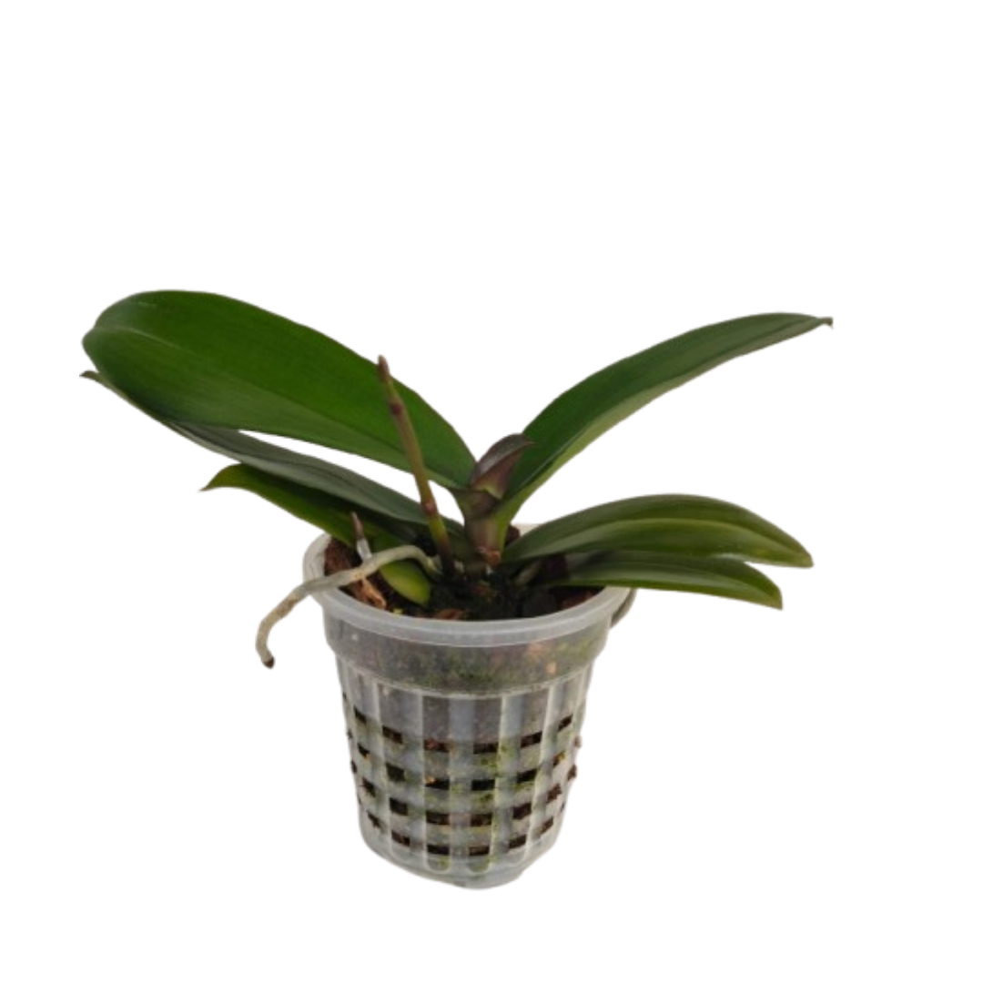 Phalaenopsis Younghome New York (with spike)