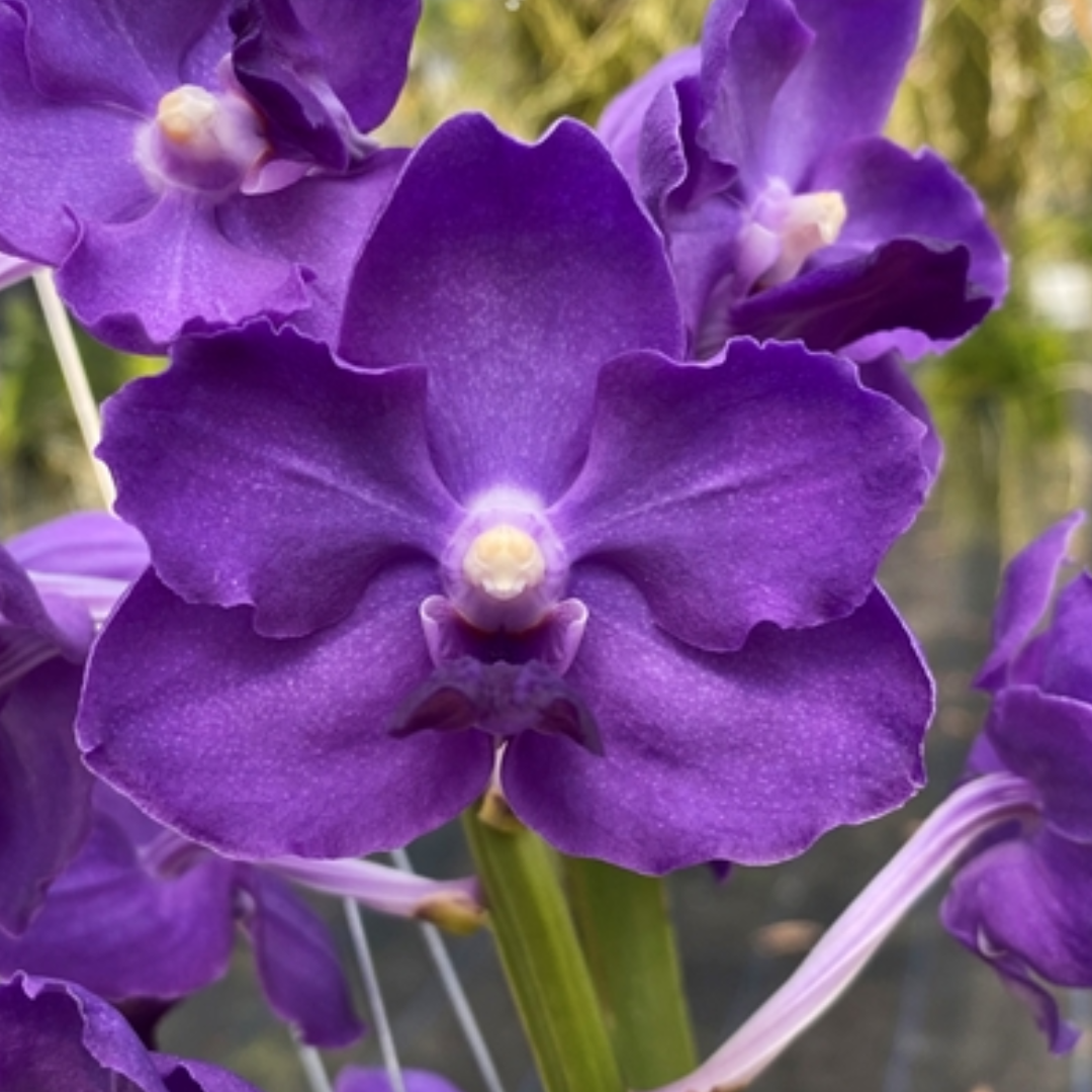 Vandachostylis Ploenpit Blue