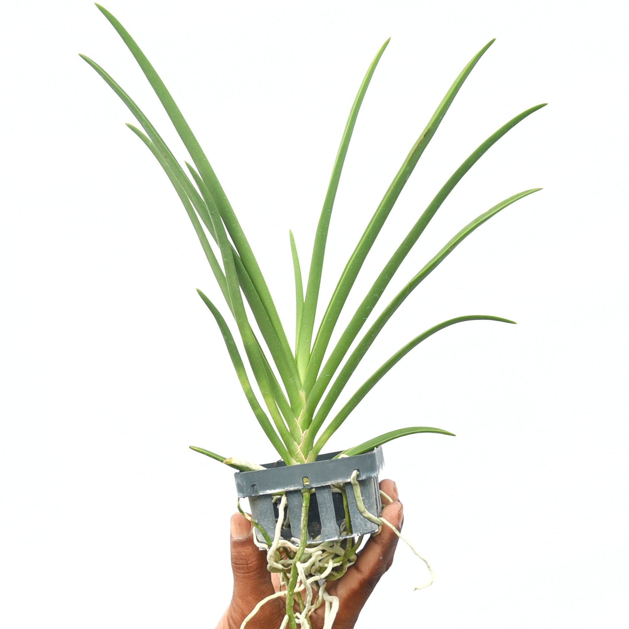 Paraphalaenopsis laycokii x Vanda Chulee