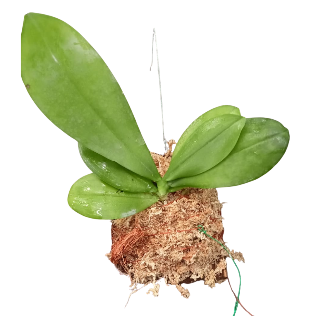 Phalaenopsis hybrid orchid plant from Tivam x Joy Spring Canary x Bellina Alba, a premium live and healthy orchid plant with elegant green foliage, ideal for orchid collections and orchid plants online India.