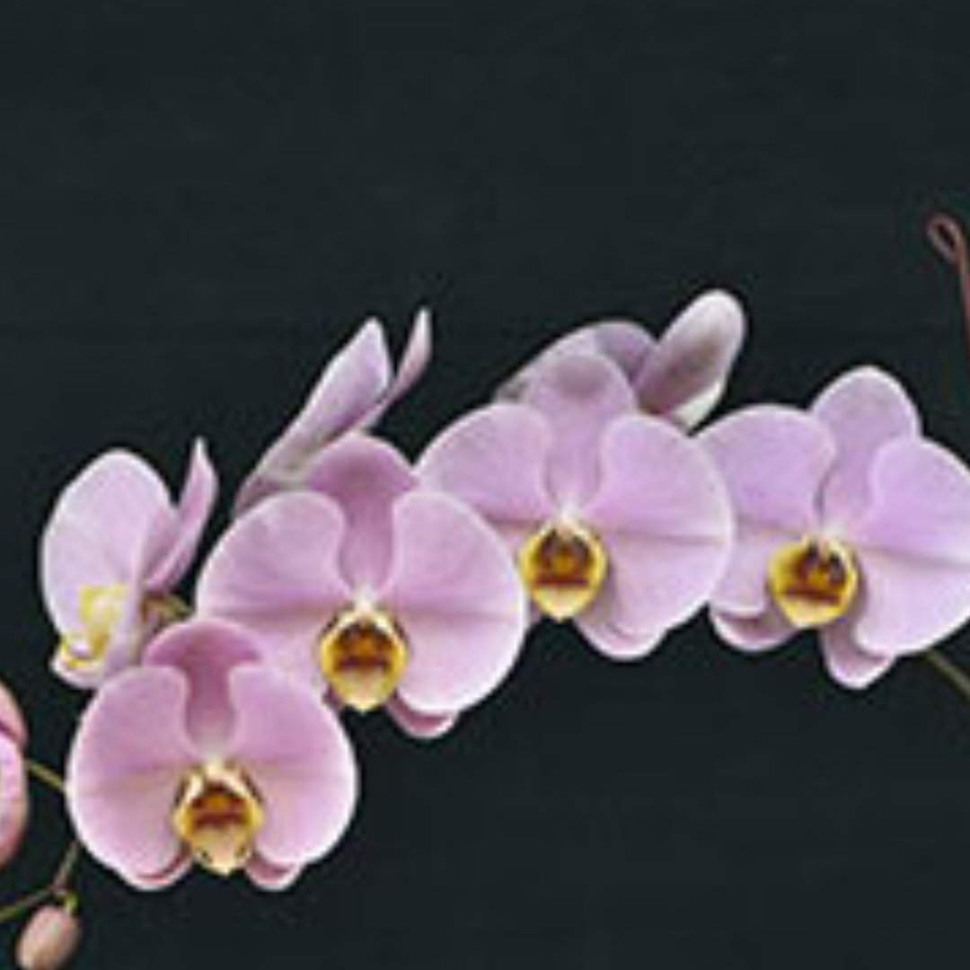 Phalaenopsis Alaska Salmon Pink Orchid with soft salmon-pink blooms, a healthy colourful orchid plant for gifting in India
Suggested Keywords