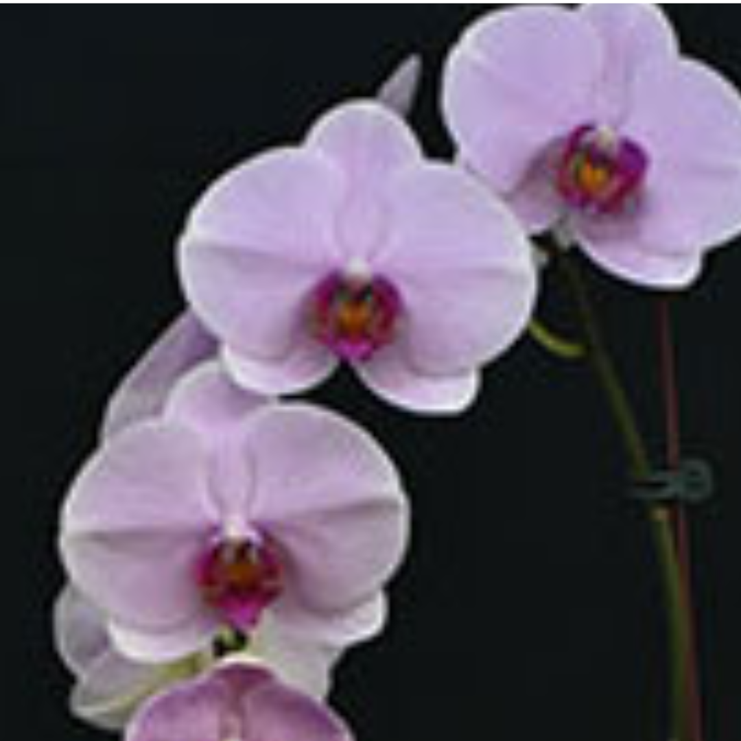 Phalaenopsis First Daughter Pink Orchid with lovely pink blooms on an arching spike, a healthy colourful orchid plant for gifting