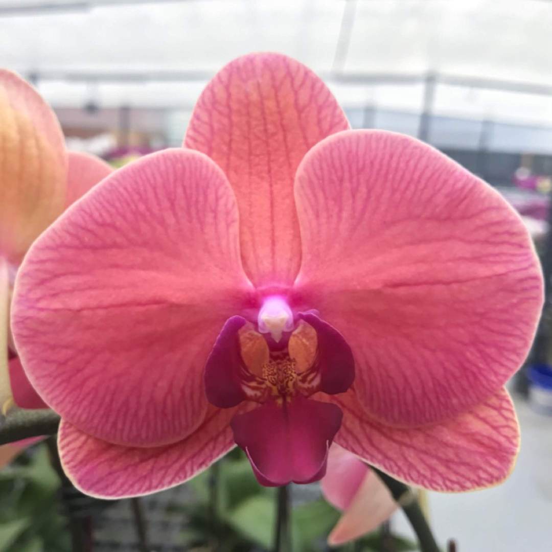 Phalaenopsis Lianher Orange (with Spike)