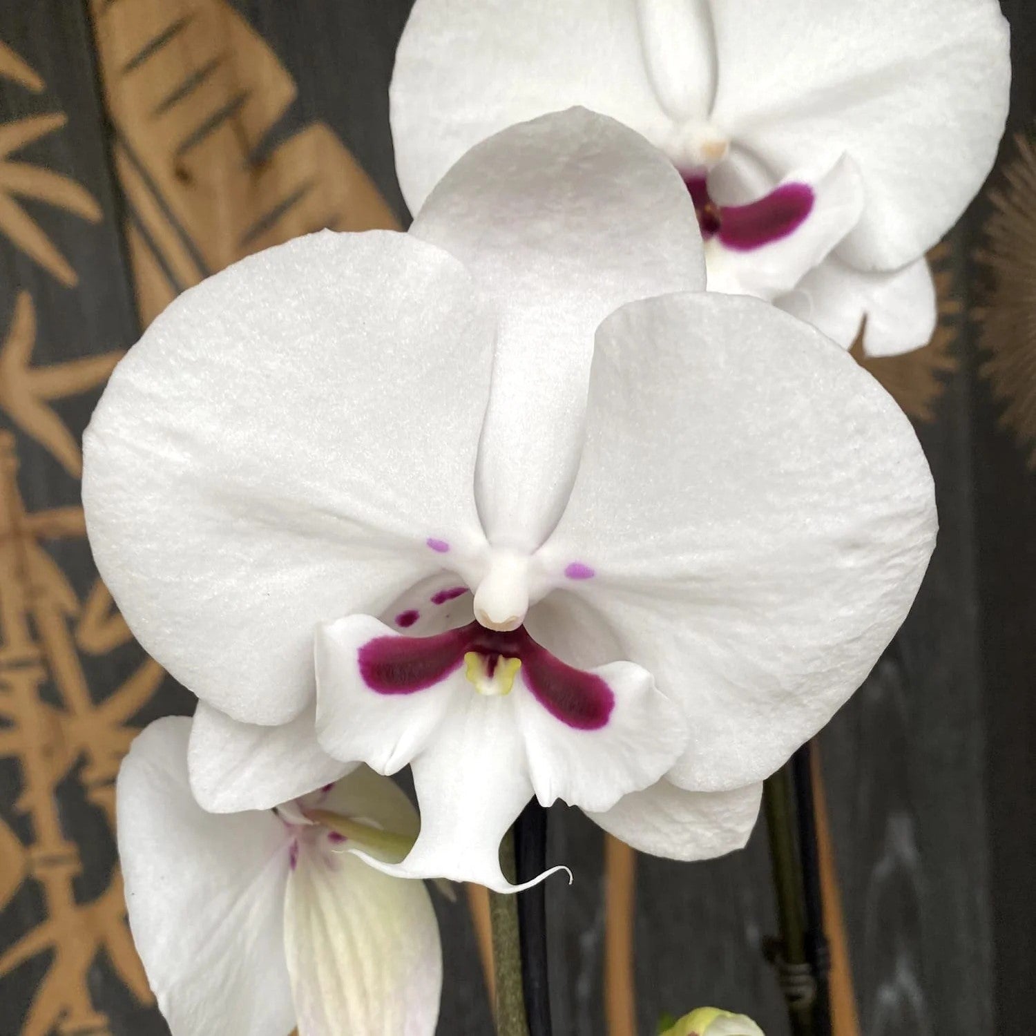 Phalaenopsis Younghome Gentlemen orchid flower with soft white and pastel petals and contrasting centre lip, elegant moth orchid bloom, premium Phalaenopsis orchid India, indoor flowering plant