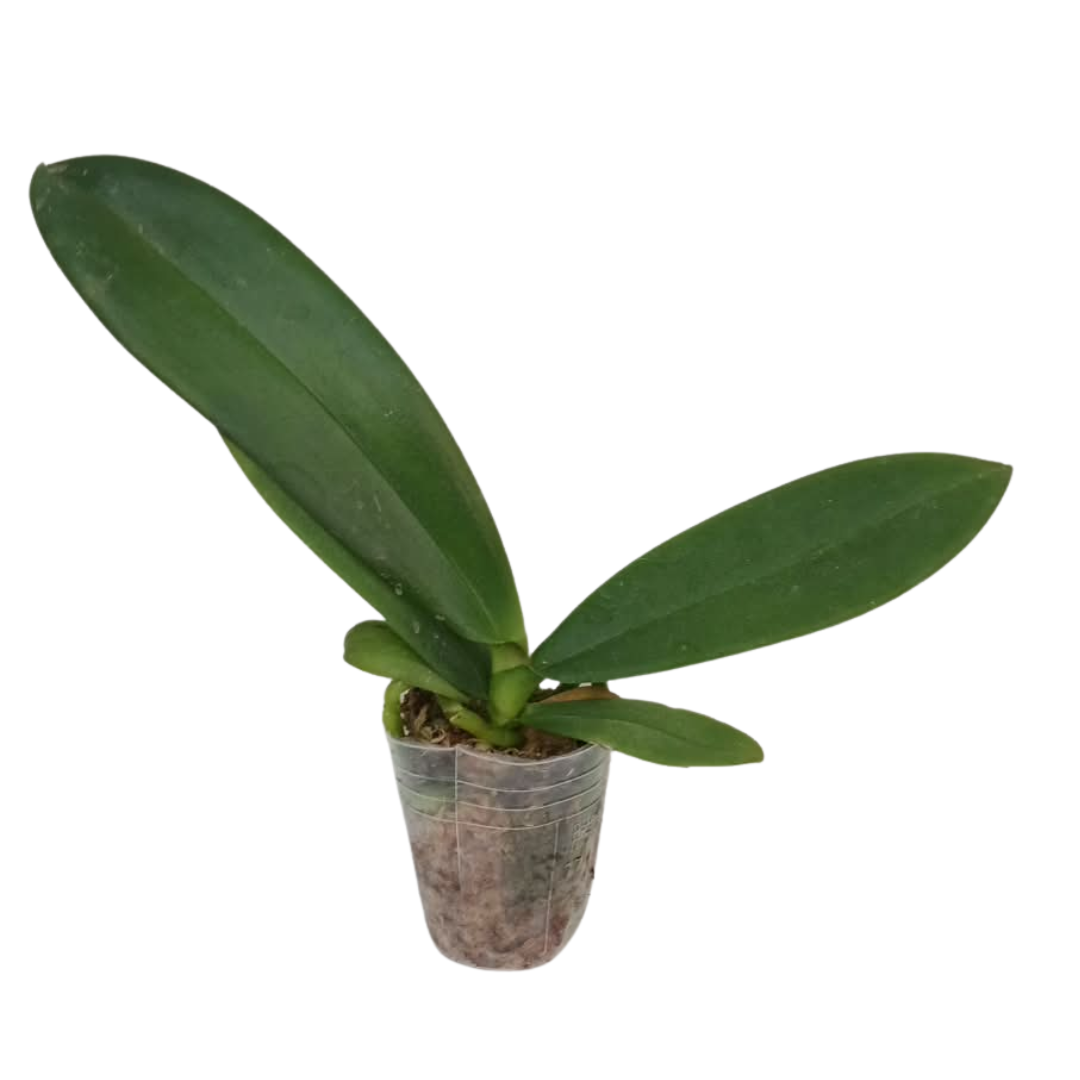 Phalaenopsis Romantic Pink Orchid with lovely pink blooms on an arching spike, a healthy colourful orchid plant for gifting in India
