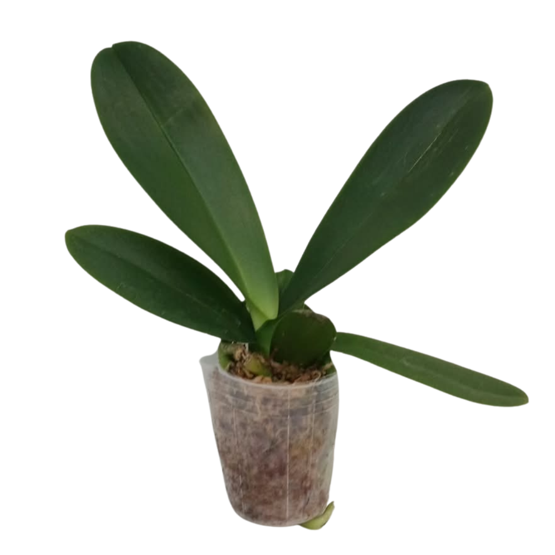 Phalaenopsis Grace Pink Orchid with elegant pink blooms on an arching spike, a healthy colourful orchid plant for gifting in India