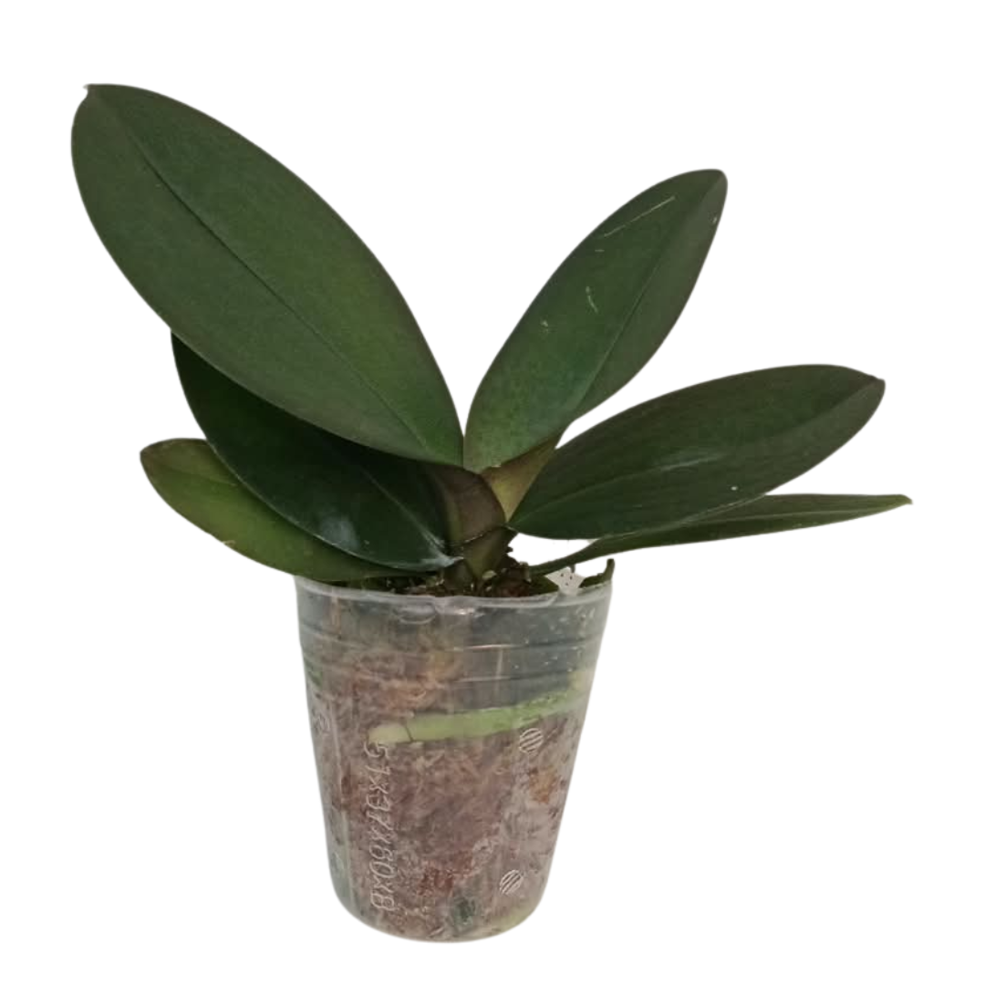 Phalaenopsis Sunset Glow Pink Orchid with glowing pink blooms on an arching spike, a healthy colourful orchid plant for gifting in India