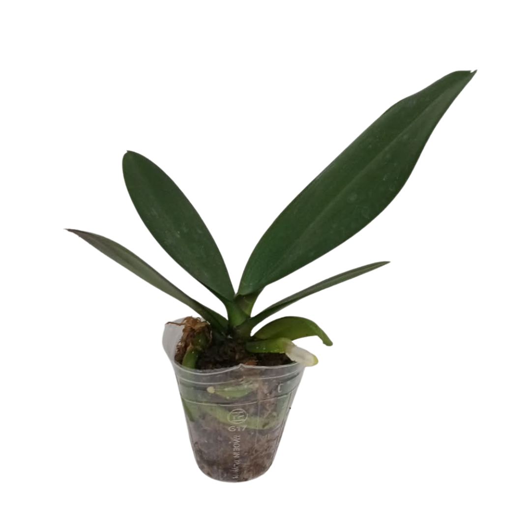 Phalaenopsis Liou Lin R Lip flower with white petals and bold burgundy-purple markings and a pink-purple lip