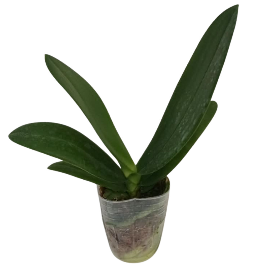 Phalaenopsis Snow White Heart Orchid with elegant white blooms on an arching spike, a healthy orchid plant for gifting in India
