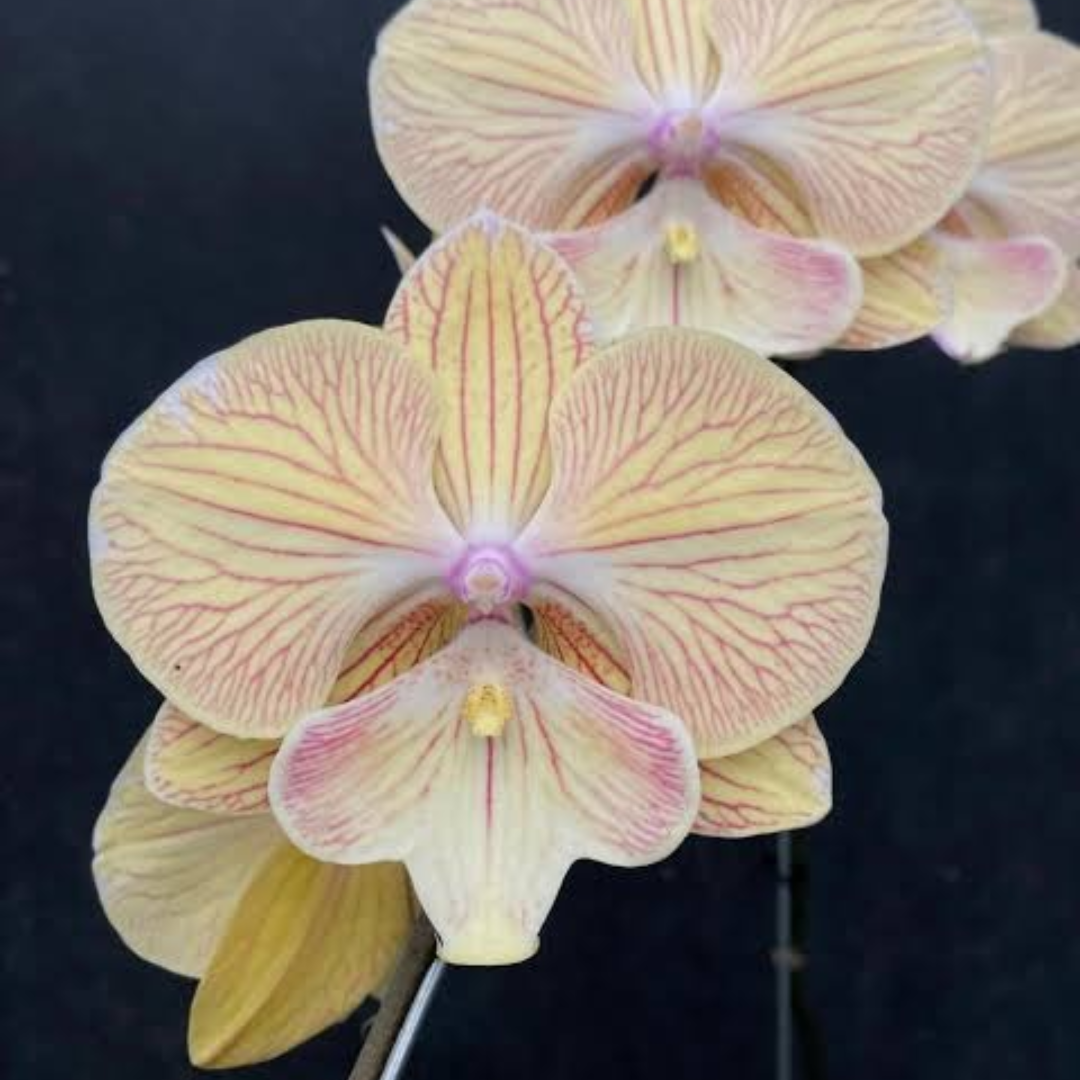 Phalaenopsis JC Stars Shining orchid flower with pink and white petals and soft yellow centre, exotic moth orchid bloom, colourful Phalaenopsis orchid India, indoor flowering orchid, hybrid orchid plant