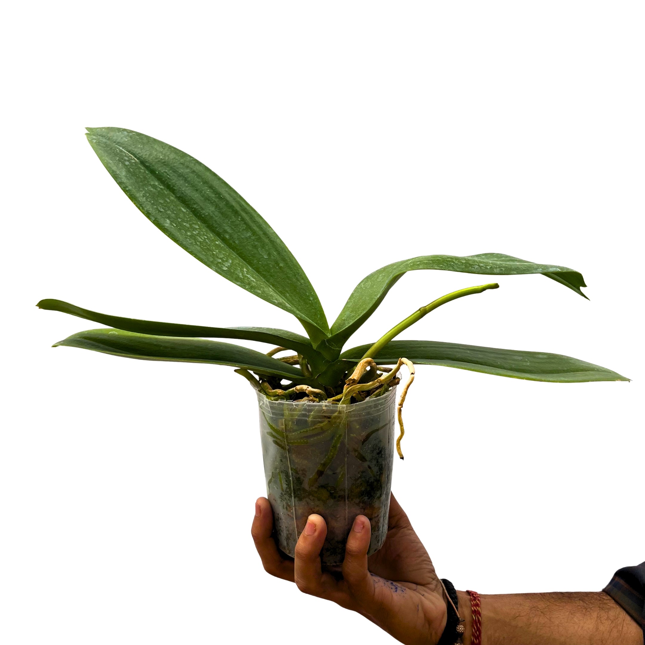 Phalaenopsis Lianher Orange (with Spike)