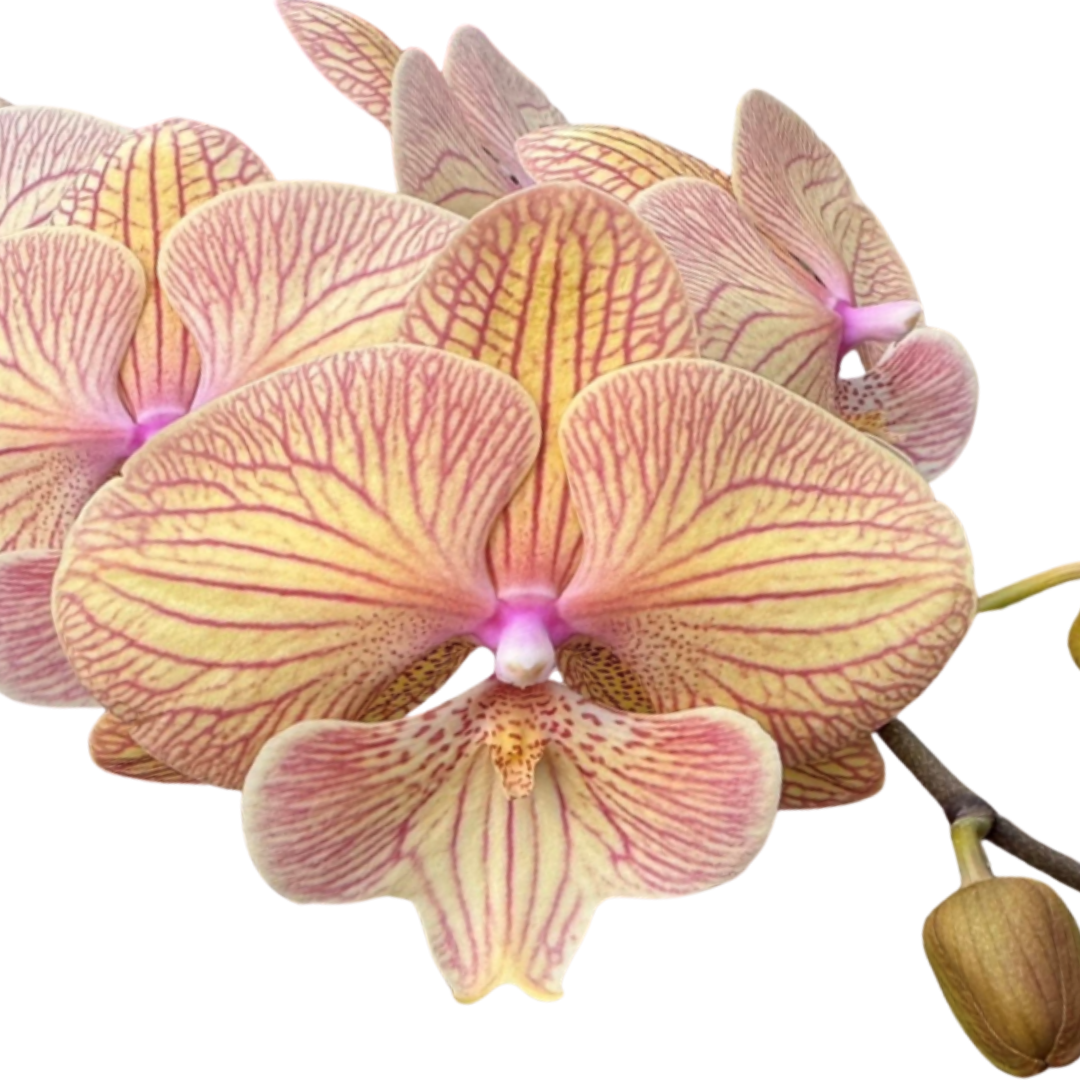 Phalaenopsis orchid orange pink stripe flower close up, indoor flowering orchid plant India, exotic moth orchid bloom, live orchid plant with vibrant striped petals