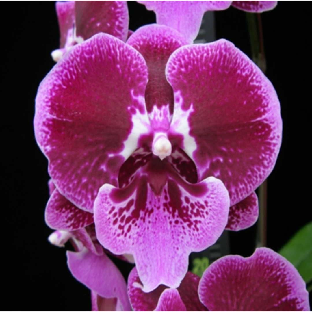 Phalaenopsis Younghome Benny orchid flower with bright pink magenta petals and white centre with speckled lip, colourful moth orchid bloom, Phalaenopsis orchid India, indoor flowering plant