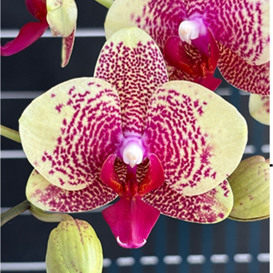 Close up of Phalaenopsis Younghome Evening Kiss orchid flower with creamy yellow petals covered in dense red and magenta spotting and bold pink red lip, exotic patterned moth orchid bloom India