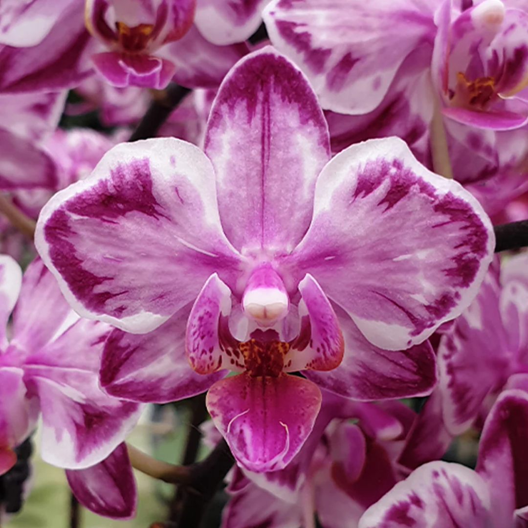 Close up of Phalaenopsis Younghome Kaleido orchid flower with multicolour pink magenta and white patterned petals, exotic moth orchid bloom, colourful Phalaenopsis orchid India