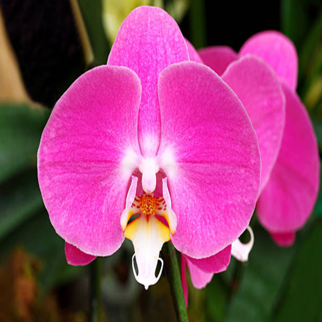 Phalaenopsis Younghome Marshmallow orchid flower with bright pink petals, white centre and yellow throat, vibrant moth orchid bloom, pink Phalaenopsis orchid India, indoor flowering plant