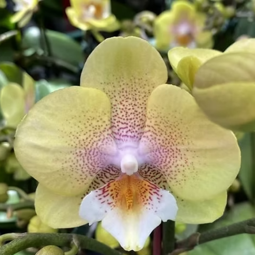Phalaenopsis Younghome Walle orchid flower with pale yellow petals and pink spotted centre, exotic moth orchid bloom, yellow Phalaenopsis orchid India, colourful orchid flower, indoor flowering plant, hybrid orchid