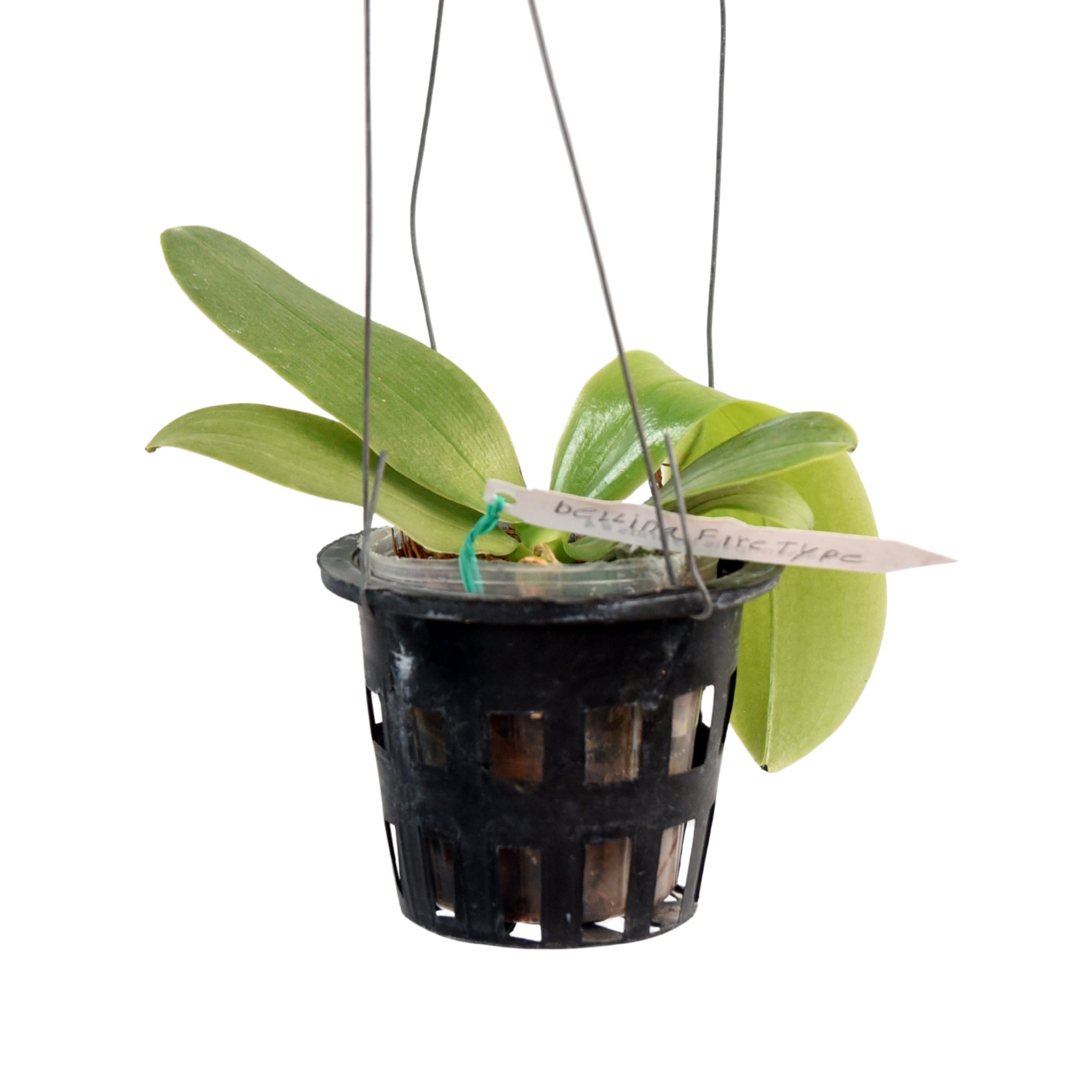 Healthy Phalaenopsis bellina Fire Type orchid plant with vibrant green foliage and strong growth, ideal for orchid collectors and enthusiasts looking to buy exotic Phalaenopsis orchid plants online in India.