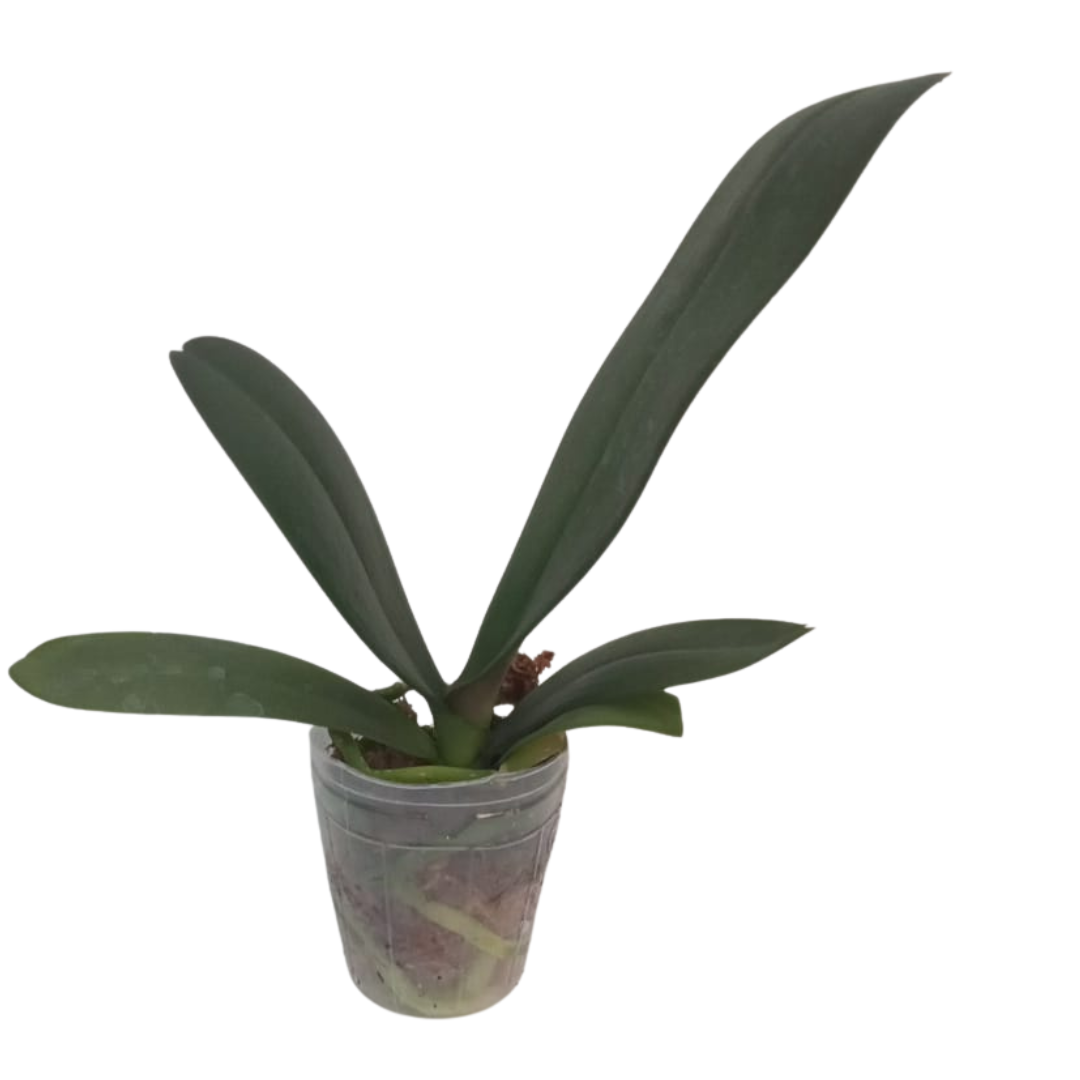 Phalaenopsis Purple Smile Orchid with rich purple blooms on an arching spike, a healthy colourful orchid plant for gifting
