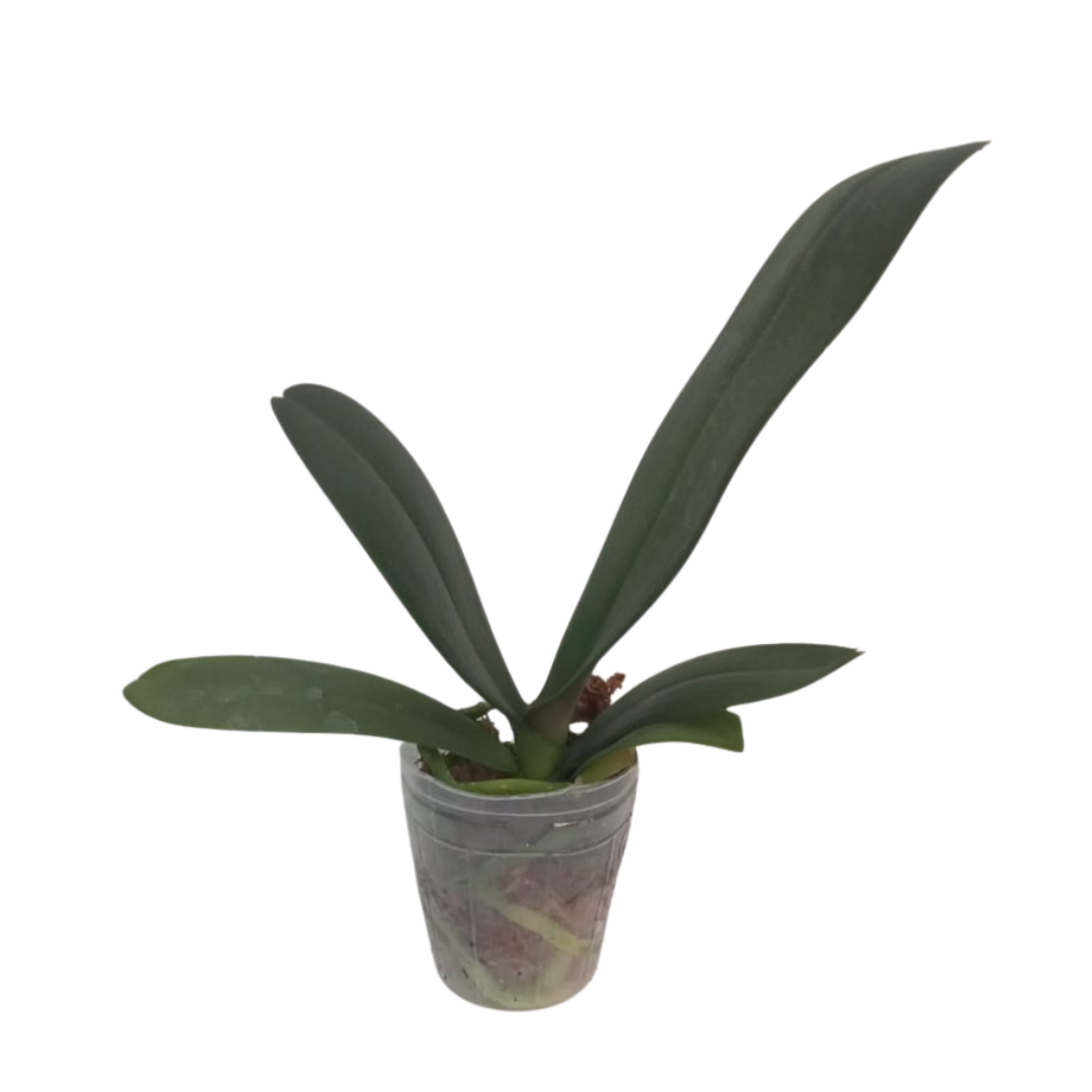 Phalaenopsis Pink Beauty Orchid with pink blooms on an arching spike, a healthy colourful orchid plant for gifting