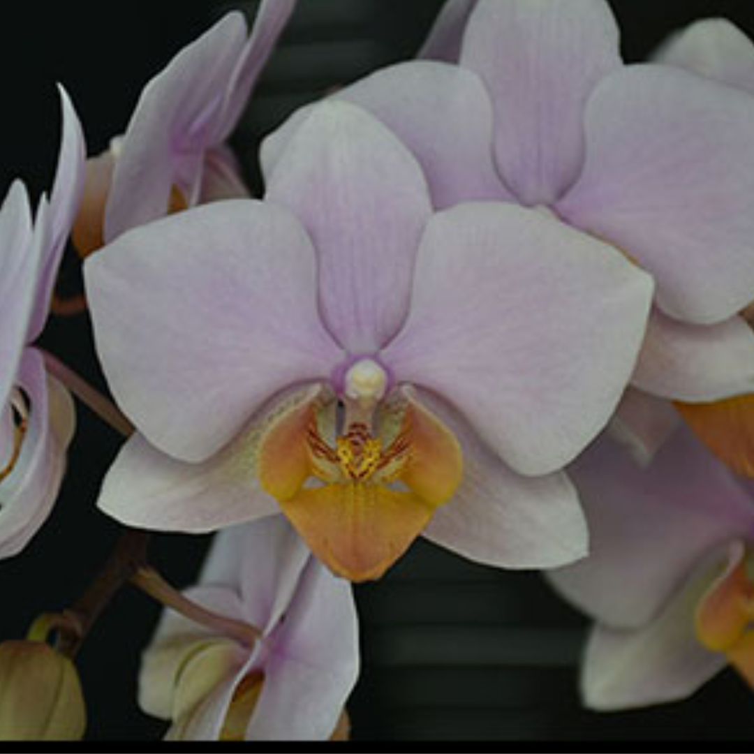 Phalaenopsis Sunset Glow Pink Orchid with glowing pink blooms on an arching spike, a healthy colourful orchid plant for gifting in India