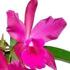 Pot.Hellia Biani Fereira