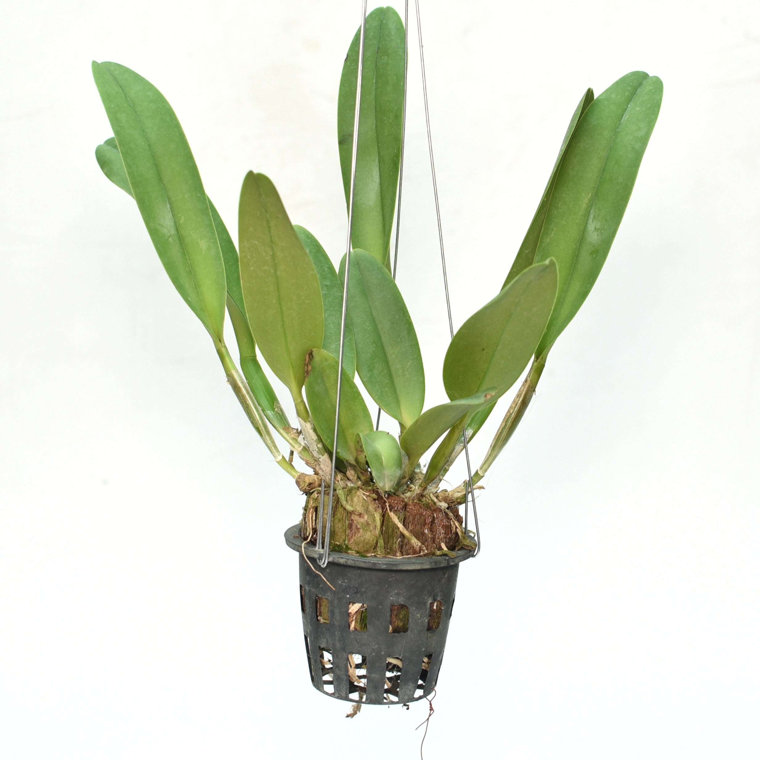 Healthy Rhyncholaeliocattleya Siam Red orchid plant with strong pseudobulbs, green foliage, and vigorous growth for orchid collections in India.