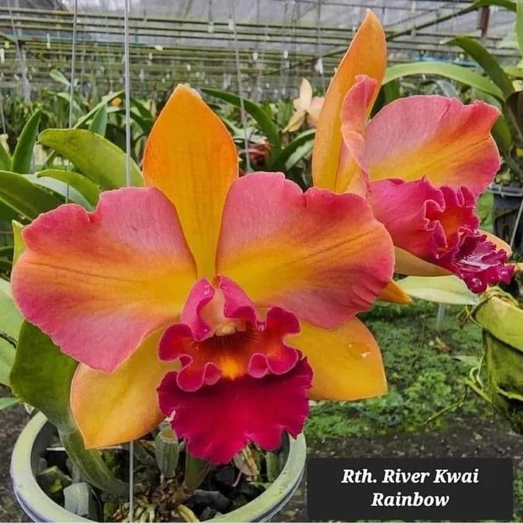 Rhyncattleanthe River Kwai Rainbow