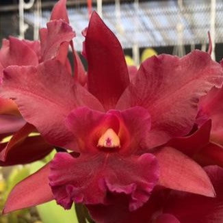 Rhyncattleanthe Cherry Suisse