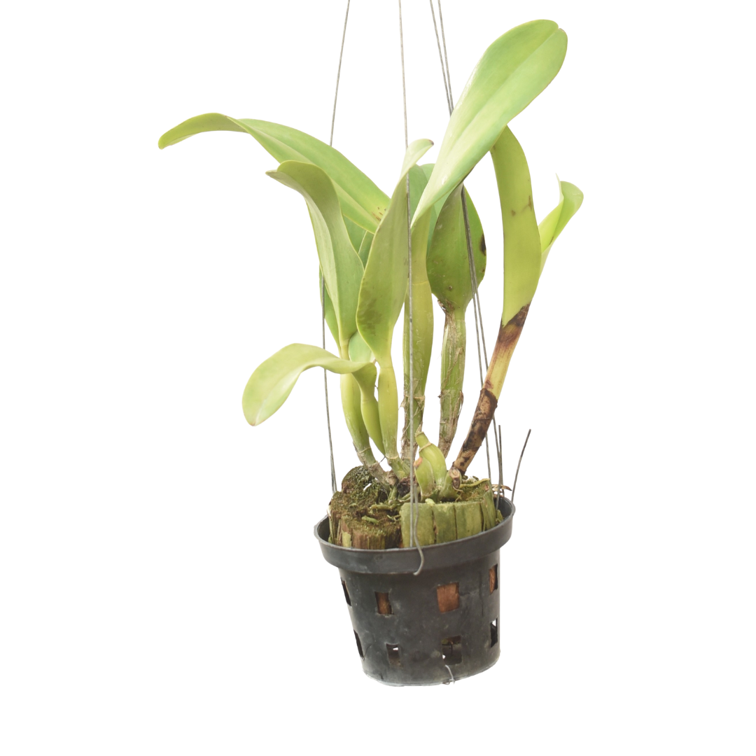 Rhyncattleanthe River Kwai Rainbow live orchid plant with healthy green foliage, premium Cattleya alliance orchid plant available online in India.
