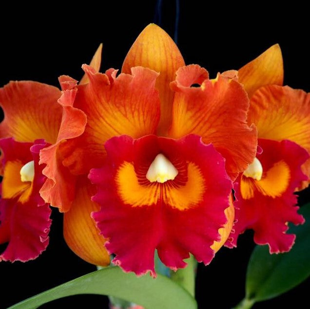 Rhyncholaeliocattleya Nakornchaisri Delight No. 2