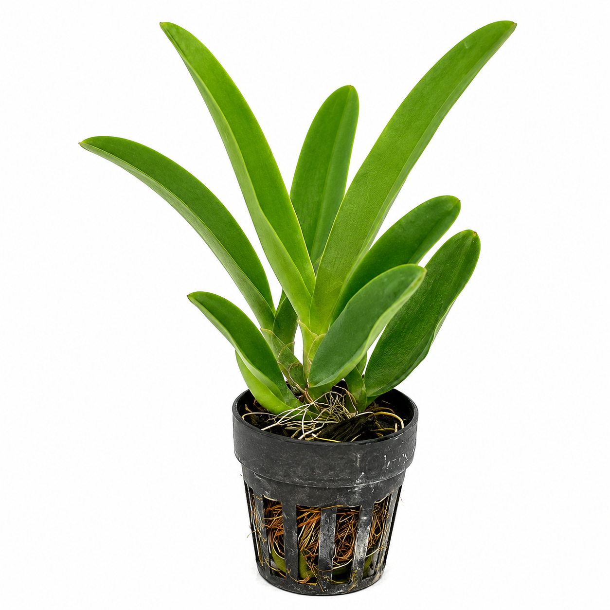 Healthy Rlc. Boy's Glotto orchid plant with lush green foliage and strong roots, available online in India with free shipping and doorstep delivery.