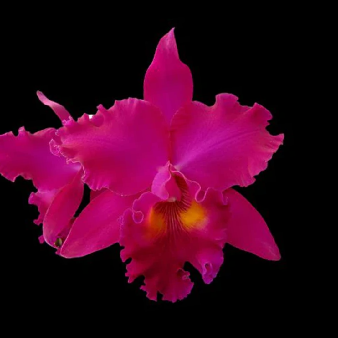 Rhyncholaeliocattleya George Suzuki orchid flower with soft pink petals and slightly darker pink lip, rounded ruffled Cattleya bloom, elegant flowering orchid plant India at Click Orchid