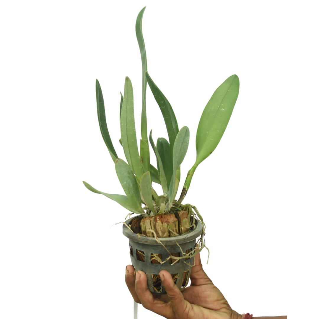 Rhyncholaeliocattleya Goldenzelle ‘Lemon Chiffon’ yellow Cattleya orchid plant with healthy green foliage, premium live orchid plant for gifting and online purchase in India.