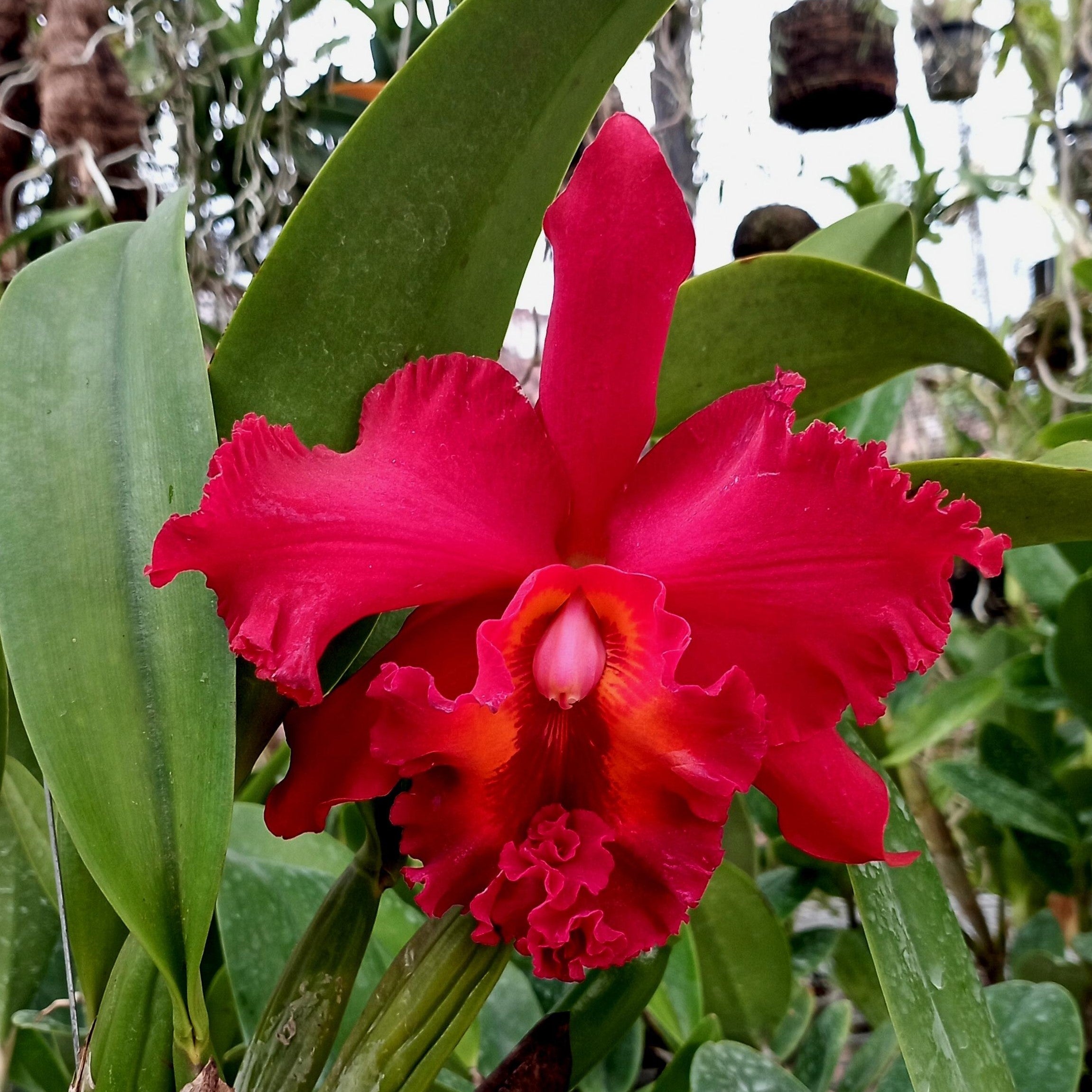 Rhyncholaeliocattleya Nakornchaisri Red orchid flower with deep velvety red petals and bold lip, large waxy Cattleya type bloom, exotic flowering orchid plant for indoor decor in India