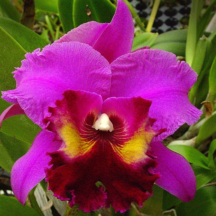 Rhyncholaeliocattleya Raye Holmes New Berry orchid flower with vibrant berry-purple petals, deep crimson ruffled lip, golden throat markings, and large exotic blooms ideal for orchids online India, Cattleya orchid hybrids, premium flowering orchids, and collector orchid plants.
