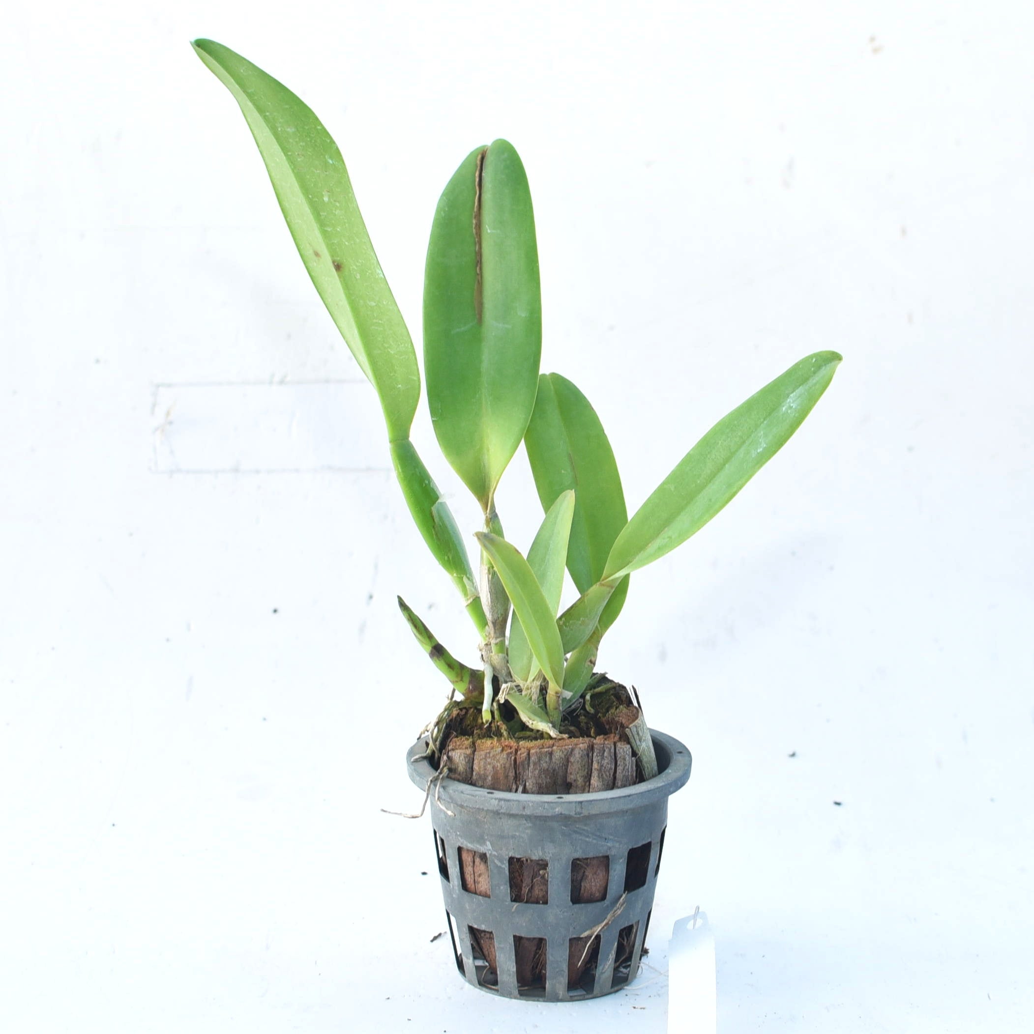 Rhyncholaeliocattleya Raye Holmes New Berry orchid plant with healthy pseudobulbs, lush green foliage, and vigorous growth suitable for orchid collections, greenhouse cultivation, indoor orchid displays, and customers searching for healthy live orchid plants online in India.
