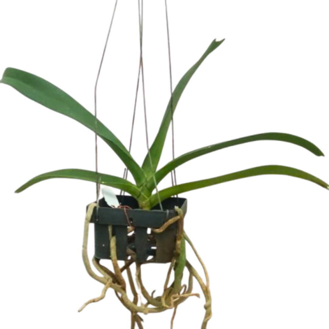 Rhynchostylis Gigantea Blue orchid plant growing with healthy broad green leaves and visible aerial roots in a hanging mount, tropical orchid suited for Indian climate and orchid enthusiasts