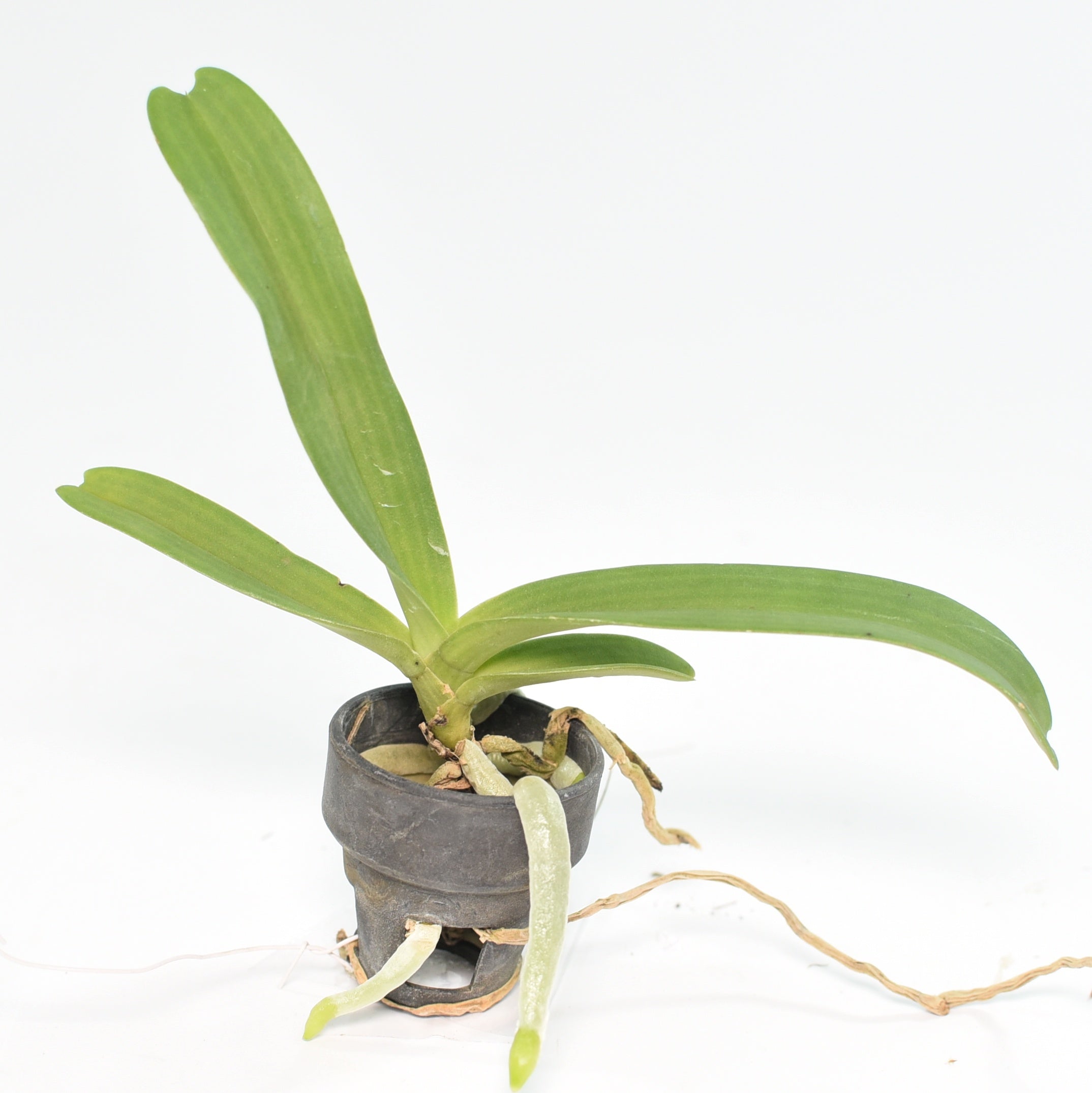 Rhynchostylis Gigantea Blue orchid plant with thick green strap leaves and aerial roots in hanging setup, healthy tropical orchid for Indian climate, ideal for collectors and home garden