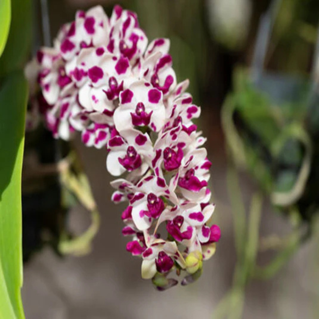 Rhynchostylis Gigantea Cartoon orchid flower spike showing dense clusters of small white blooms covered with bold magenta spots and a deep coloured lip, a fragrant foxtail orchid variety grown in India, ideal for tropical orchid collections, hanging displays, and exotic flowering plant enthusiasts