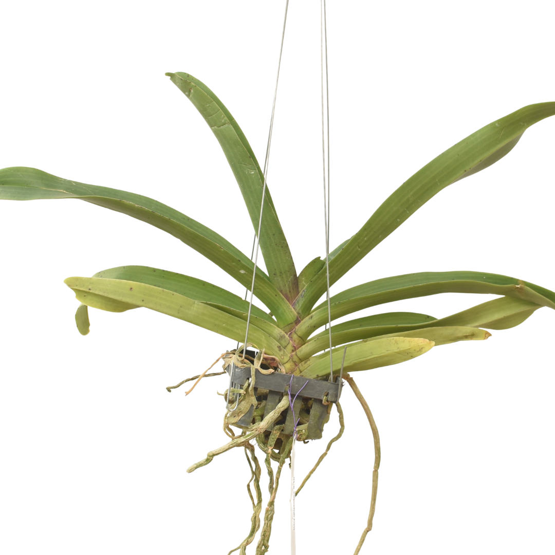 Rhynchostylis Gigantea Cartoon orchid plant with long strap like green leaves and strong aerial roots growing in a hanging setup, a healthy tropical orchid suited for Indian climate, perfect for orchid collectors, rare plant lovers, and home garden or balcony orchid growing