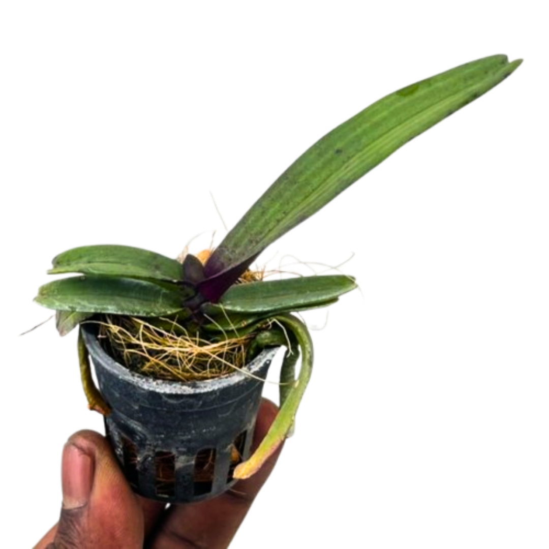 Rhynchostylis Gigantea Cartoon orchid plant with long strap leaves and hanging roots, healthy tropical orchid plant India, foxtail orchid for growing, rare Rhynchostylis orchid for collection