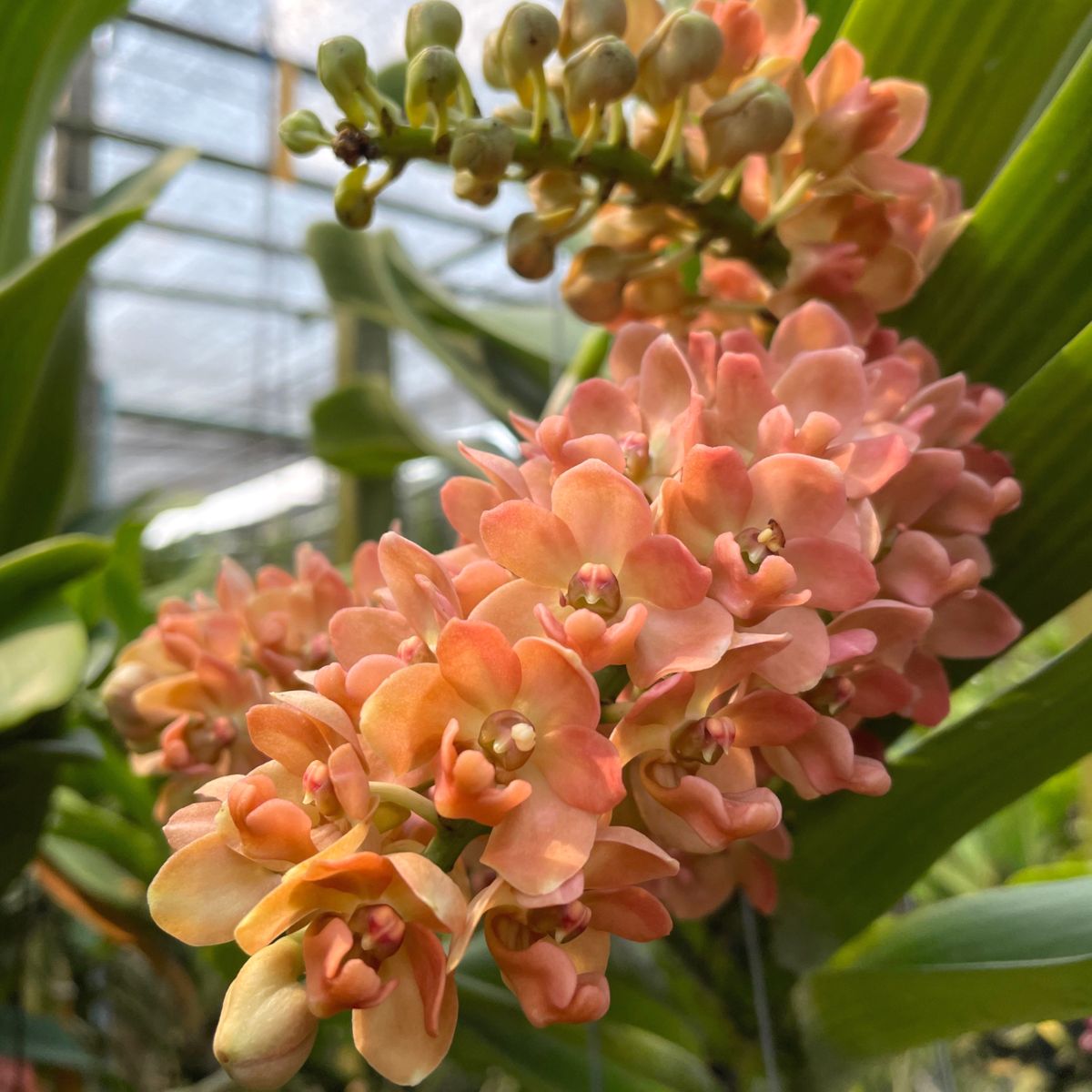 Rhynchostylis Gigantea Orange bloom spike with orange flowers, compact foxtail orchid cluster, fragrant tropical orchid India, rare Rhynchostylis variety
